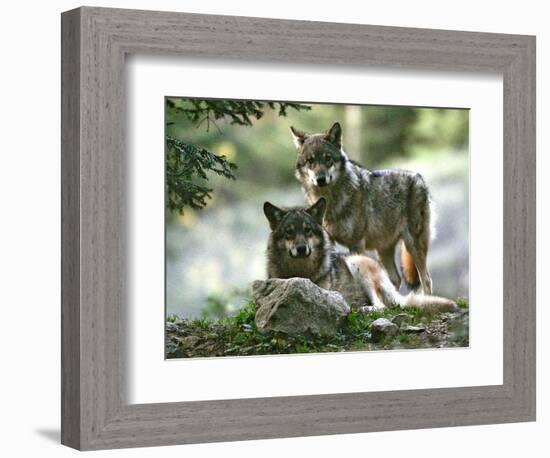 Asap Entertainment Plays with Wolves-Lionel Cironneau-Framed Photographic Print