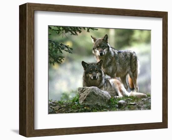 Asap Entertainment Plays with Wolves-Lionel Cironneau-Framed Photographic Print