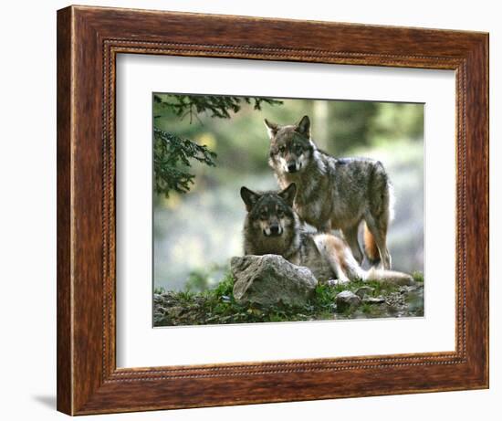 Asap Entertainment Plays with Wolves-Lionel Cironneau-Framed Photographic Print