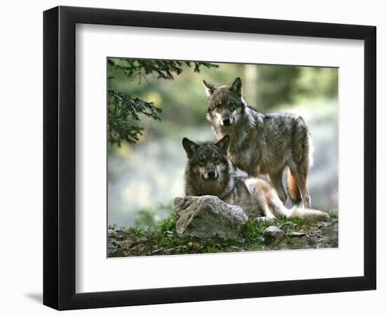 Asap Entertainment Plays with Wolves-Lionel Cironneau-Framed Photographic Print