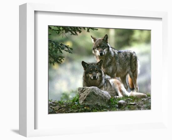 Asap Entertainment Plays with Wolves-Lionel Cironneau-Framed Photographic Print