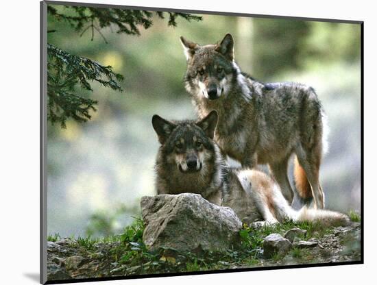 Asap Entertainment Plays with Wolves-Lionel Cironneau-Mounted Photographic Print