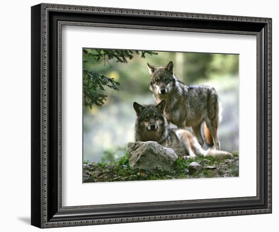 Asap Entertainment Plays with Wolves-Lionel Cironneau-Framed Photographic Print