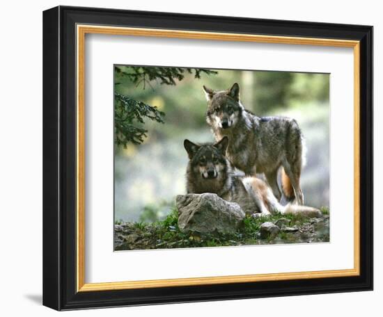 Asap Entertainment Plays with Wolves-Lionel Cironneau-Framed Photographic Print