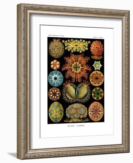 Ascidiae, 1899-1904-null-Framed Giclee Print