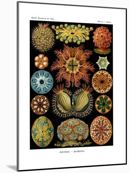 Ascidiae, 1899-1904-null-Mounted Giclee Print