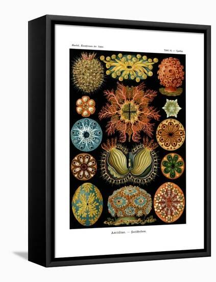 Ascidiae, 1899-1904-null-Framed Premier Image Canvas