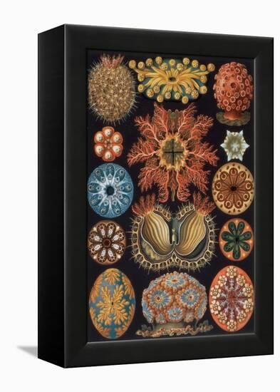 Ascidiae, Plate 85 from `Kunstformen Der Natur`, 1899-1904-Ernst Haeckel-Framed Premier Image Canvas