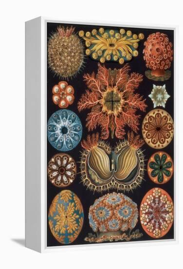 Ascidiae, Plate 85 from `Kunstformen Der Natur`, 1899-1904-Ernst Haeckel-Framed Premier Image Canvas