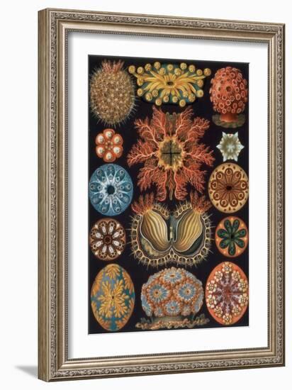 Ascidiae, Plate 85 from `Kunstformen Der Natur`, 1899-1904-Ernst Haeckel-Framed Giclee Print