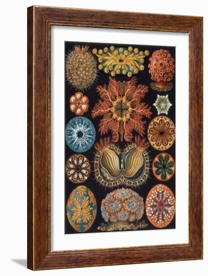 Ascidiae, Plate 85 from `Kunstformen Der Natur`, 1899-1904-Ernst Haeckel-Framed Giclee Print