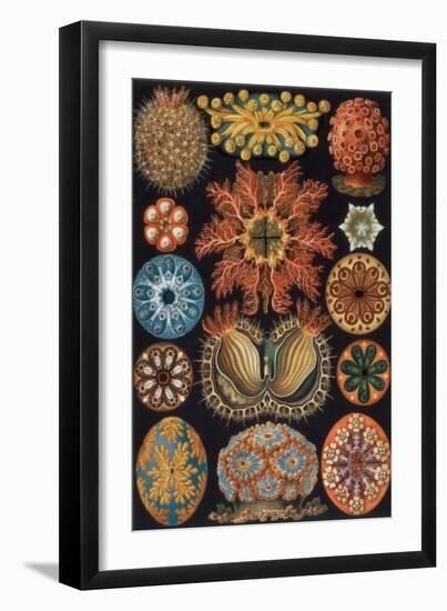 Ascidiae, Plate 85 from `Kunstformen Der Natur`, 1899-1904-Ernst Haeckel-Framed Giclee Print