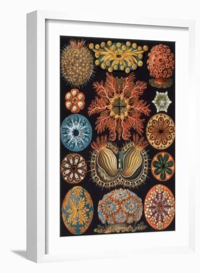 Ascidiae, Plate 85 from `Kunstformen Der Natur`, 1899-1904-Ernst Haeckel-Framed Giclee Print