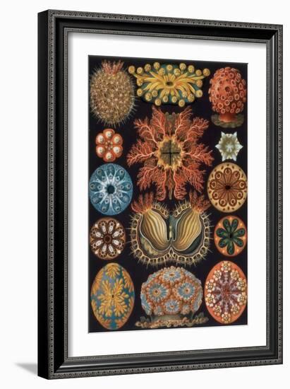 Ascidiae, Plate 85 from `Kunstformen Der Natur`, 1899-1904-Ernst Haeckel-Framed Giclee Print