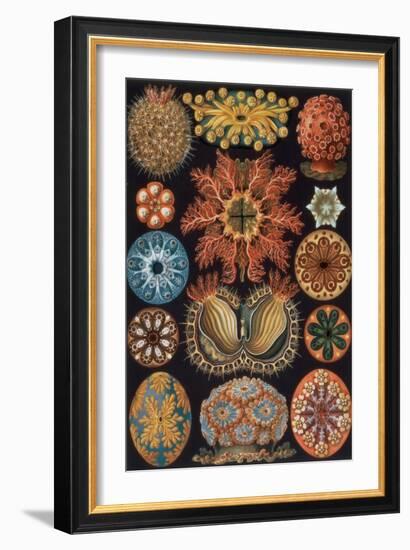 Ascidiae, Plate 85 from `Kunstformen Der Natur`, 1899-1904-Ernst Haeckel-Framed Giclee Print