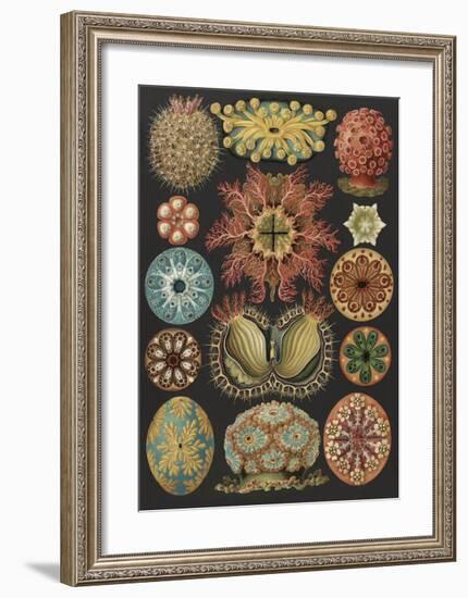 Ascidiae Seescheiden-Ernst Haeckel-Framed Art Print