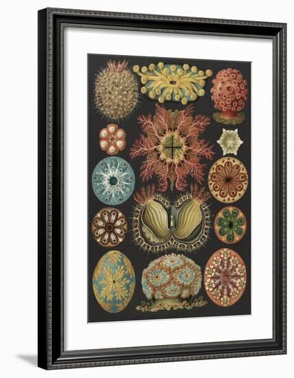 Ascidiae Seescheiden-Ernst Haeckel-Framed Art Print