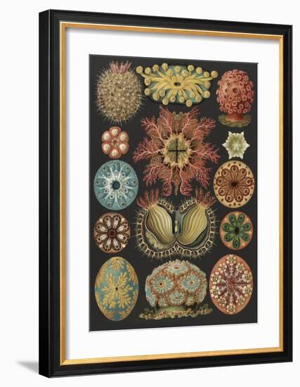 Ascidiae Seescheiden-Ernst Haeckel-Framed Art Print