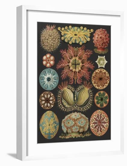 Ascidiae Seescheiden-Ernst Haeckel-Framed Art Print