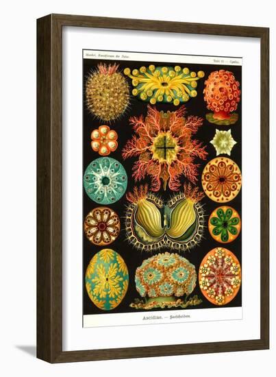 Ascidiae-Ernst Haeckel-Framed Art Print