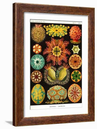 Ascidiae-Ernst Haeckel-Framed Art Print