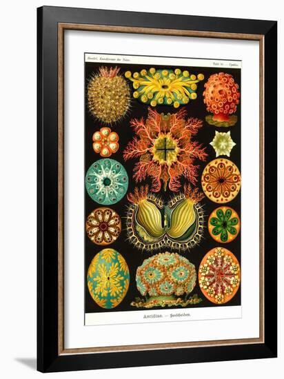 Ascidiae-Ernst Haeckel-Framed Art Print