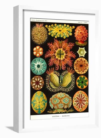 Ascidiae-Ernst Haeckel-Framed Art Print