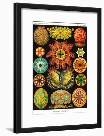 Ascidiae-Ernst Haeckel-Framed Art Print