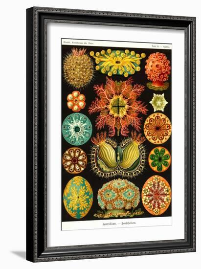 Ascidiae-Ernst Haeckel-Framed Art Print