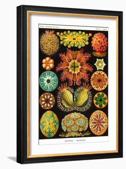 Ascidiae-Ernst Haeckel-Framed Art Print