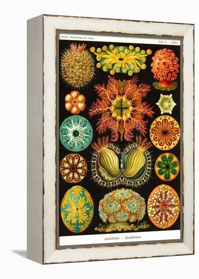 Ascidiae-Ernst Haeckel-Framed Stretched Canvas