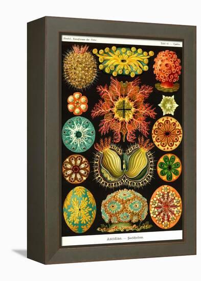 Ascidiae-Ernst Haeckel-Framed Stretched Canvas