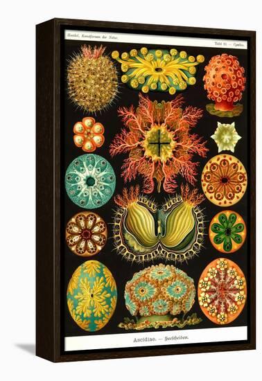 Ascidiae-Ernst Haeckel-Framed Stretched Canvas