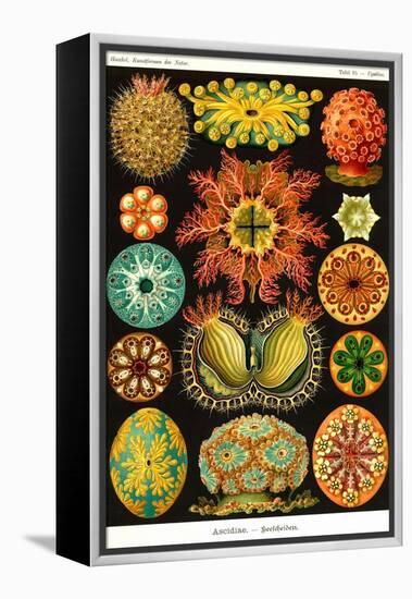Ascidiae-Ernst Haeckel-Framed Stretched Canvas