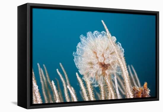 Ascidian Tunicate Colony (Diazona Violacea), Cap De Creus, Costa Brava, Spain-Reinhard Dirscherl-Framed Premier Image Canvas