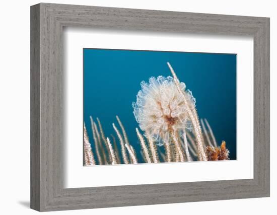 Ascidian Tunicate Colony (Diazona Violacea), Cap De Creus, Costa Brava, Spain-Reinhard Dirscherl-Framed Photographic Print