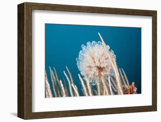 Ascidian Tunicate Colony (Diazona Violacea), Cap De Creus, Costa Brava, Spain-Reinhard Dirscherl-Framed Photographic Print