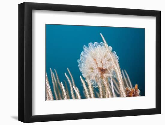 Ascidian Tunicate Colony (Diazona Violacea), Cap De Creus, Costa Brava, Spain-Reinhard Dirscherl-Framed Photographic Print