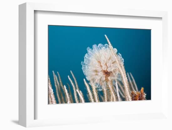 Ascidian Tunicate Colony (Diazona Violacea), Cap De Creus, Costa Brava, Spain-Reinhard Dirscherl-Framed Photographic Print