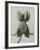 Asclepias Syriaca-Karl Blossfeldt-Framed Giclee Print