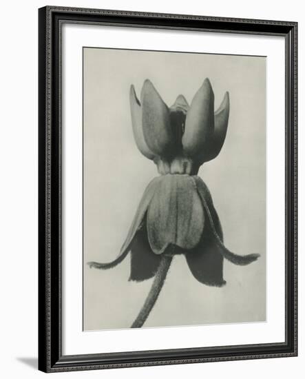 Asclepias Syriaca-Karl Blossfeldt-Framed Giclee Print