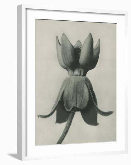 Asclepias Syriaca-Karl Blossfeldt-Framed Giclee Print