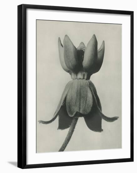 Asclepias Syriaca-Karl Blossfeldt-Framed Giclee Print