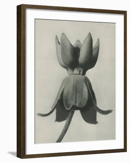 Asclepias Syriaca-Karl Blossfeldt-Framed Giclee Print