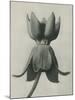 Asclepias Syriaca-Karl Blossfeldt-Mounted Giclee Print