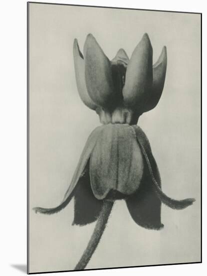 Asclepias Syriaca-Karl Blossfeldt-Mounted Giclee Print