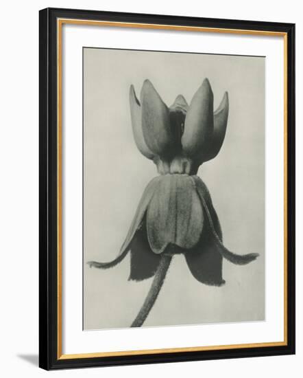 Asclepias Syriaca-Karl Blossfeldt-Framed Giclee Print