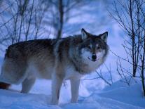 European Grey Wolf Male in Snow, C Norway-Asgeir Helgestad-Mounted Photographic Print