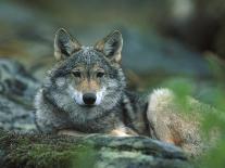 European Grey Wolf Male in Snow, C Norway-Asgeir Helgestad-Mounted Photographic Print