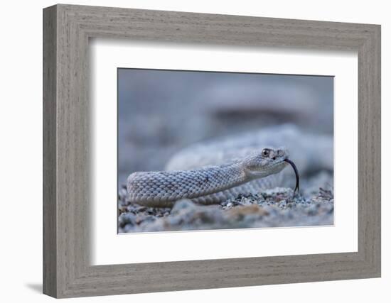 Ash Colored Morph of the Endemic Rattleless Rattlesnake (Crotalus Catalinensis)-Michael Nolan-Framed Photographic Print